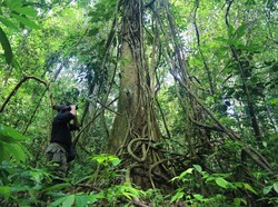 Hari Penjaga Hutan Sedunia 31 Juli: Sejarah dan Cara Memperingati