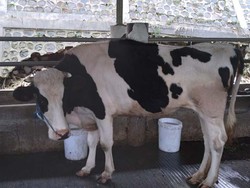 Trenggalek Lakukan Proteksi Wilayah Usai Tulungagung Terpapar Antraks