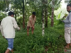 Misteri Makhluk Hitam Busuk Bikin Gempar Warga Sumbar