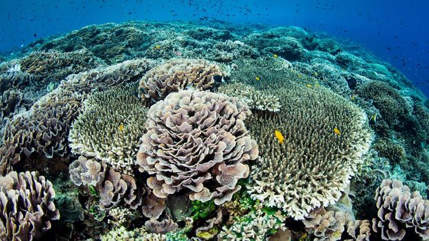 Hari Laut Sedunia jadi momentum pentingnya laut untuk ekosistem dan sumber daya manusia
