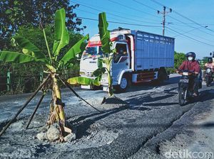 Cerita Warga Klaten Tanam Pohon Pisang di Jalan Rusak yang Bikin Celaka