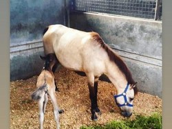 Ramai Kuda Aisyah di Postingan Gisel, Equestrian Ini Beri Penjelasan