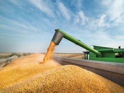 Harga Jagung Tinggi, Ini Efeknya ke Industri Perunggasan