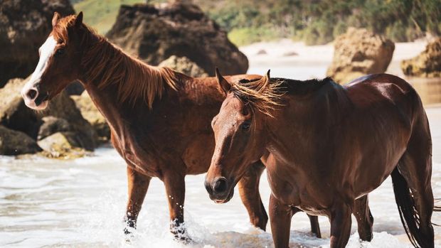 Beautiful wild Sandalwood Ponies (named after the Sandalwood Trees) also known as the Sea Horses of Sumba galopping between rocks along the Nihiwatu Beach waterfront into the Indian Ocean waters. Sumba - Sandalwood Island - Nusa Tenggara Timur, Indonesia, Southeast Asia