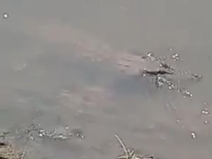 Penampakan Buaya di Sungai Sadar Mojokerto yang Dianggap Biasa Oleh Warga Penampakan Buaya di Sungai Sadar Mojokerto yang Dianggap Biasa Oleh Warga