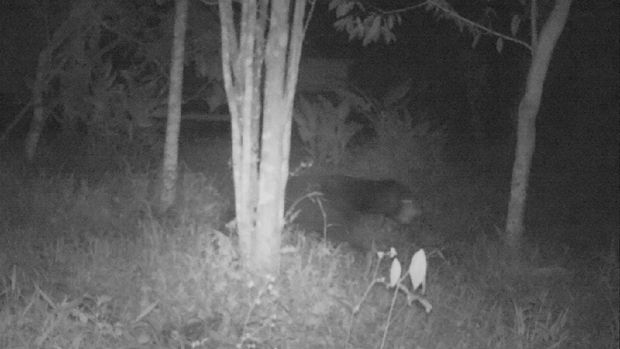 Terungkap sudah makhluk misterius yang membuat heboh masyarakat sejumlah daerah di Kabupaten Agam usai BKSDA memantau camera trap (dok BKSDA Agam)