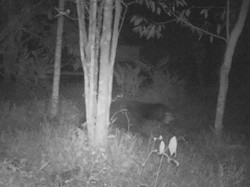 2 Makhluk Misterius Bikin Geger Warga Ternyata Binatang Langka