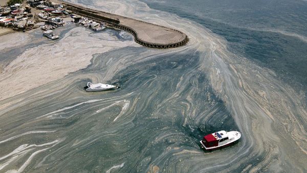 Wabah Ingus Laut Ancam Ekosistem Laut Turki