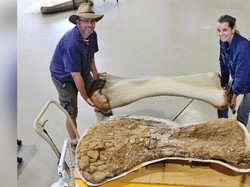 Dinosaurus Terbesar di Australia Ditemukan, Panjangnya Capai 30 Meter!