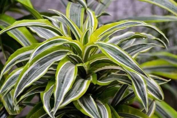 Dracaena mampu membuat udara menjadi lebih bersih dan segar/freepik.com