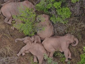 Kawanan Gajah di China Tidur Nyenyak Usai Mengembara 500 Km