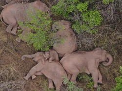Momen Langka! Sekawanan Gajah Tidur Bersama di Tengah Hutan