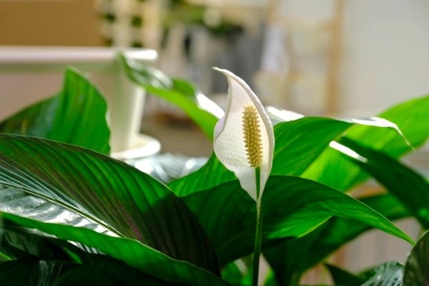 Peace Lily mampu membersihkan udara dari zat-zat seperti amonia, benzena, formaldehida dan juga trichloroethylene/freepik.com