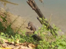 Kata BKSDA Jatim soal Penampakan Buaya di Bengawan Solo