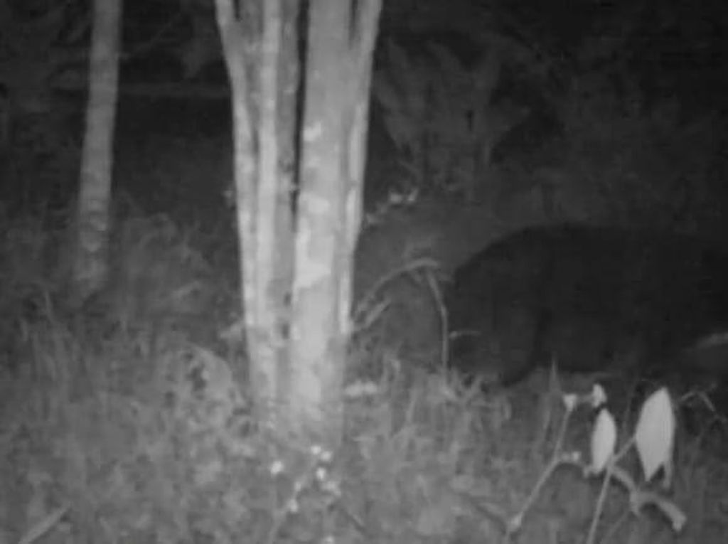 Mengenal Makhluk Hitam Misterius di Agam yang Ternyata Beruang Madu Mengenal Makhluk Hitam Misterius di Agam yang Ternyata Beruang Madu