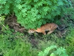 Harimau Sumatera Jantan di Riau Belajar Berburu Terekam Kamera