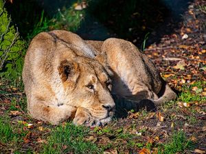 Dua Singa Kabur dari Bandara Changi, Panik Enggak? Paniklah! Dua Singa Kabur dari Bandara Changi, Panik Enggak? Paniklah!