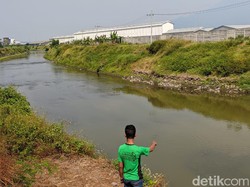 Ini Penyebab Buaya Muara Muncul di Sungai Sadar Mojokerto