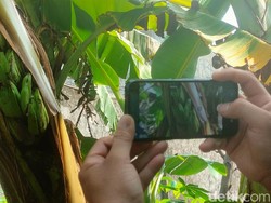Unik! Pohon Pisang di Majalengka Berbuah dalam Batang
