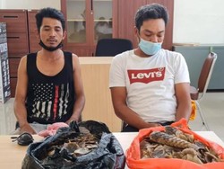 Polisi Tangkap 2 Penjual 3,4 Kg Sisik Trenggiling di Riau