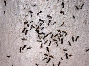 7 Cara Mengusir Semut dengan Mudah Pakai Bahan Alami