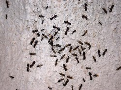 Semut, Kulkas, dan Ketakutan Manusia