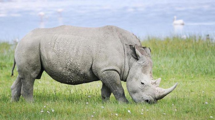 Miris! Hewan-Hewan Ini Jumlahnya Tinggal Secuil di Bumi