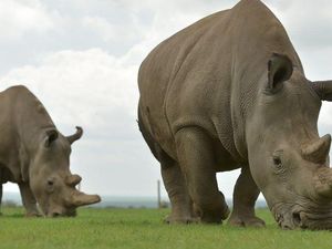 Foto: Badak Putih Utara yang Terancam Punah