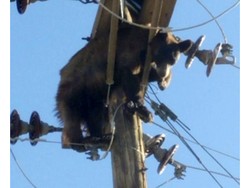 Sungguh Kasihan, Beruang Ini Nyangkut di Tiang Listrik