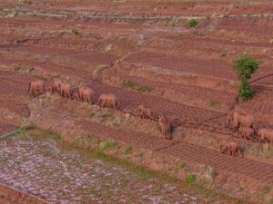 Misteri Sekelompok Gajah Liar Mengembara di China