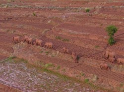 Misteri Sekelompok Gajah Liar Mengembara di China