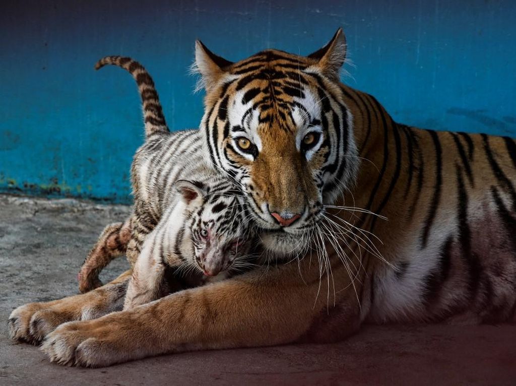 Harimau Gigit Tangan Petugas di Taman Safari Jepang