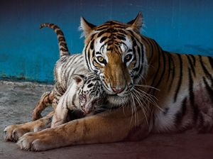 Polah Menggemaskan Yanek, Anakan Harimau Langka di Kebun Binatang Kuba Polah Menggemaskan Yanek, Anakan Harimau Langka di Kebun Binatang Kuba