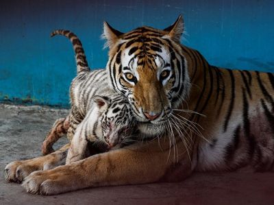 Polah Menggemaskan Yanek, Anakan Harimau Langka di Kebun Binatang Kuba
