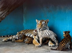 Kenalkan! Anakan Harimau Langka di Kebun Binatang Kuba