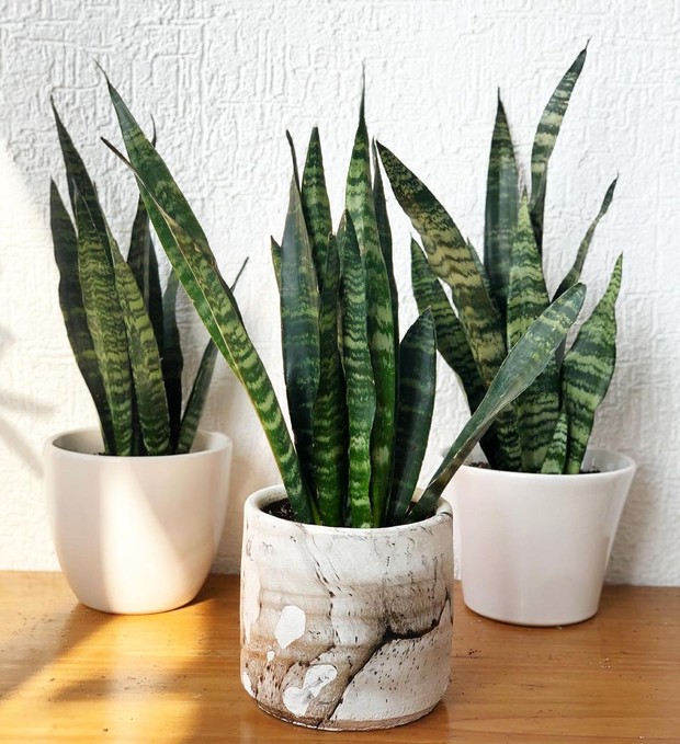 5 Tanaman Hias yang Tak Boleh Disimpan di Dalam Rumah