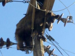 Duh! Beruang Nyangkut di Tiang Listrik Picu Pemadaman di AS