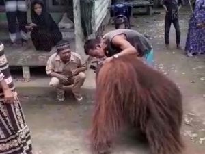 Orang Utan Masuk Permukiman Warga di Kaltim Berhasil Dievakuasi BKSDA