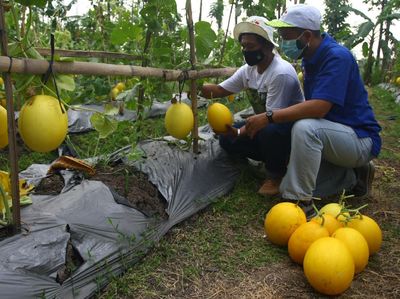 Panen Raya Melon dan Labu Madu di Tengah Pandemi