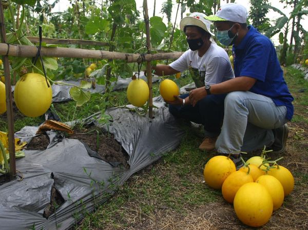 Panen Raya Melon dan Labu Madu di Tengah Pandemi