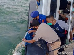 22 Ribu Baby Lobster Dilepasliarkan di Perairan Probolinggo