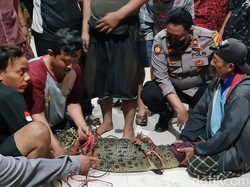 Warga Tangkap Buaya Pakai Sarung dalam Sayembara di Mojokerto