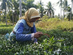 Pusing Harga Cabai Anjlok, Petani: Gimana Balik Modal, Nombok Mas!