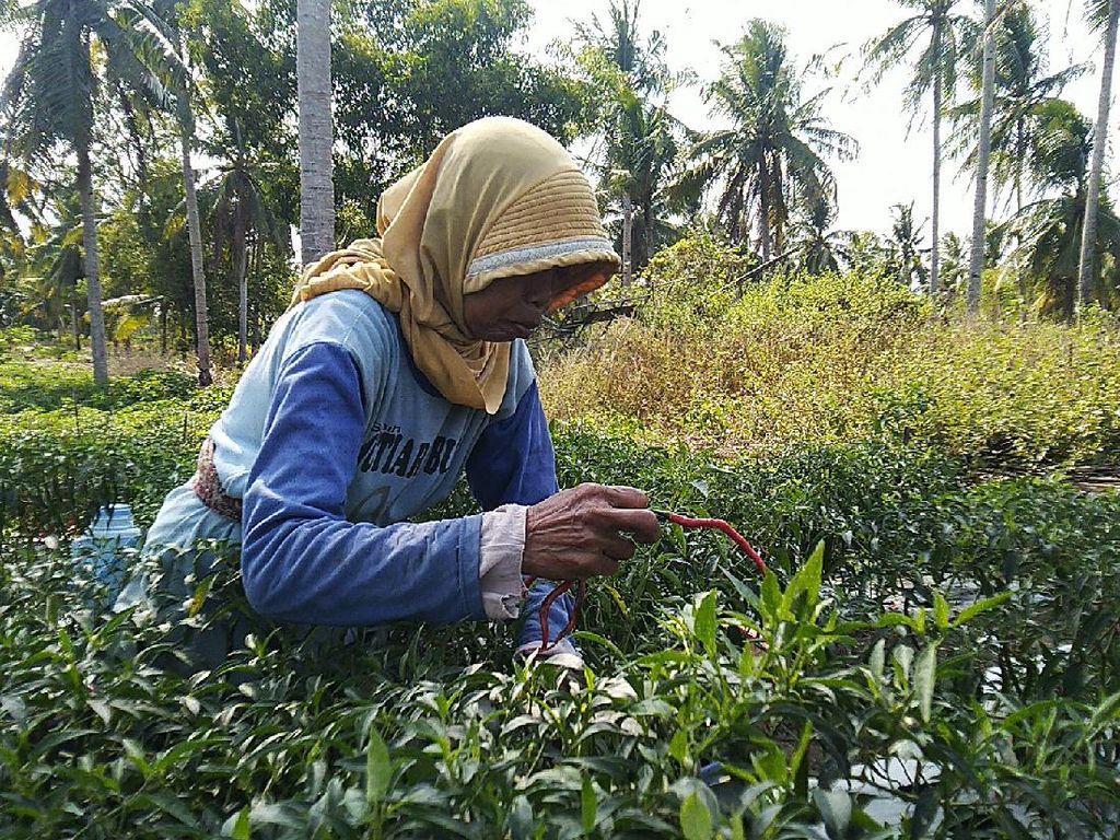 Pusing Harga Cabai Anjlok, Petani: Gimana Balik Modal, Nombok Mas! Pusing Harga Cabai Anjlok, Petani: Gimana Balik Modal, Nombok Mas!