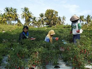 Mengenal Sawah Surjan, Sistem Pertanian Penuh Filosofi di Kulon Progo