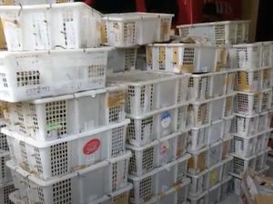 Polisi Amankan 2.083 Ekor Burung Selundupan di Pelabuhan Merak