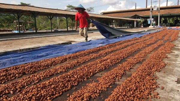Potret Dusun Kakao di Perkebunan Kendeng Lembu