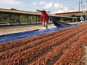 Potret Dusun Kakao di Perkebunan Kendeng Lembu Potret Dusun Kakao di Perkebunan Kendeng Lembu