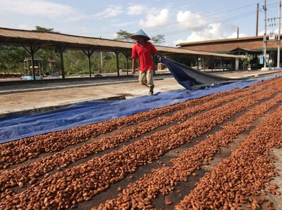 Potret Dusun Kakao di Perkebunan Kendeng Lembu