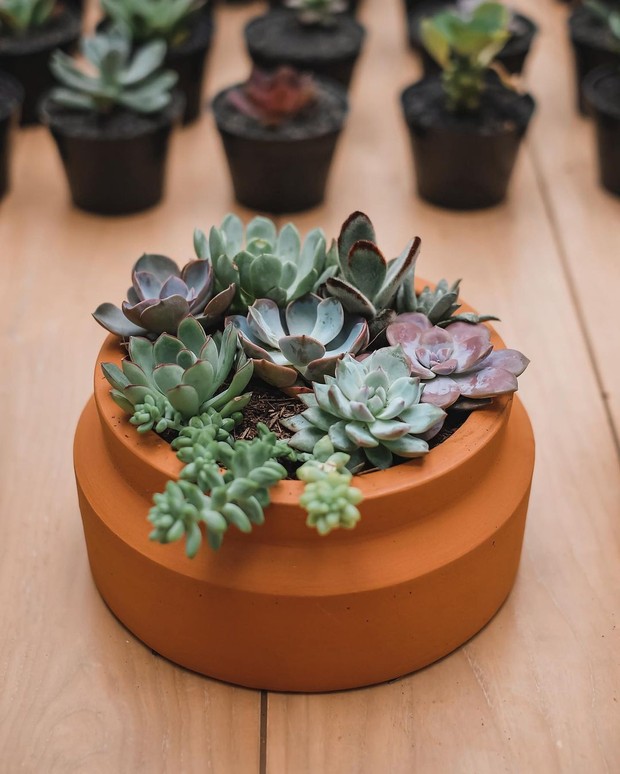 Tanaman mungil/ sumber: instagram.com/kinetic.farm/ Hadirkan satu atau beberapa tanaman mungil di meja kerja untuk menyegarkan suasana kerja.